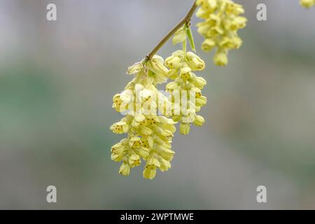 Falsche Haselnuss (Corylopsis sinensis), San Nazarro, Tessin, Schweiz Stockfoto