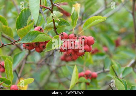 Pflaumenblättriger Weißdorn (Crataegus x persimilis 'splendens'), Hessische Landesgartenschau, Gießen, Hessen, Deutschland Stockfoto