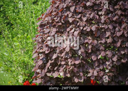 Violette Haselnuss (Corylus maxima „purpurea“) Stockfoto