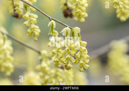 Falsche Haselnuss (Corylopsis sinensis), San Nazarro, Tessin, Schweiz Stockfoto