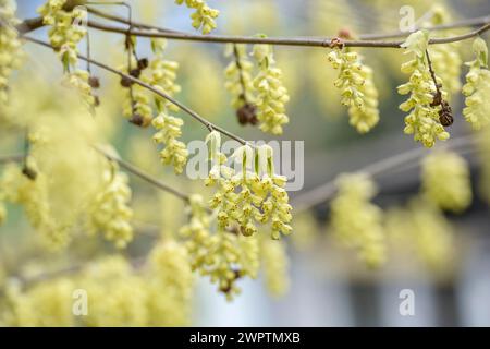 Falsche Haselnuss (Corylopsis sinensis), San Nazarro, Tessin, Schweiz Stockfoto