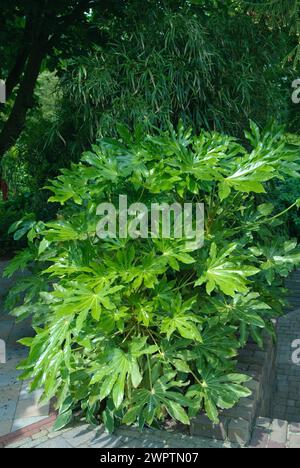 Glanzblatt-Papierpflanze (Fatsia japonica), de Tuinen van Appeltern, Appeltern, 150 Stockfoto