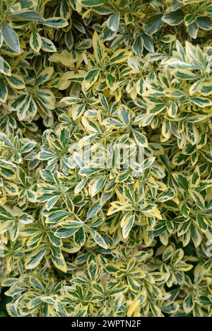 Japanische Spindelbuchse, japanische Spindelbuchse (Euonymus japonicus „Aureomarginatus“), de Tuinen van Appeltern, Appeltern, 150 Stockfoto