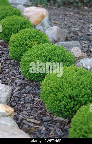 Shrub veronica (Hebe 'Emerald Juwel'), Trebsen, 81 Stockfoto