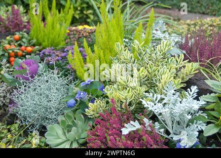 Herbstpflanzen, Sträucher veronica (Hebe 'Andersonii variegata'), Heidekraut (Erica arborea 'Estrella Gold'), Kissenstrauch (Calocephalus brownii) Stockfoto