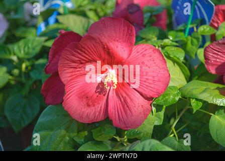 Sumpfhibiskus (Hibiscus moscheutos „Luna Red“), Gartenbau Meier, Bad Dueben, 81 Stockfoto