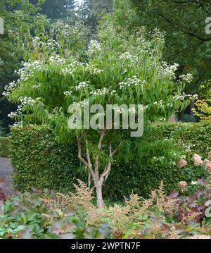 Seven Sons of Heaven Strauch (Heptacodium miconioides), Rhododedronpark Bruns, Gristede, 81 Stockfoto