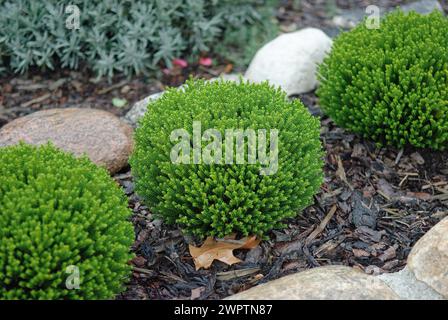 Shrub veronica (Hebe 'Emerald Juwel'), Trebsen, 81 Stockfoto