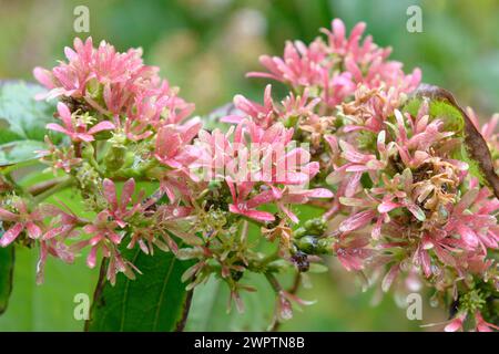 Sieben Söhne des Himmelstrauchs (Heptacodium miconioides), Hoehere Bundeslehr- und Forschungsanstalt für Gartenbau, Wien, Österreich Stockfoto