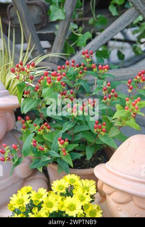 Johanniskraut (Hypericum inodorum 'magisches Rot'), BayWa Bau- und Gartenmarkt, Kamenz, 81 Stockfoto