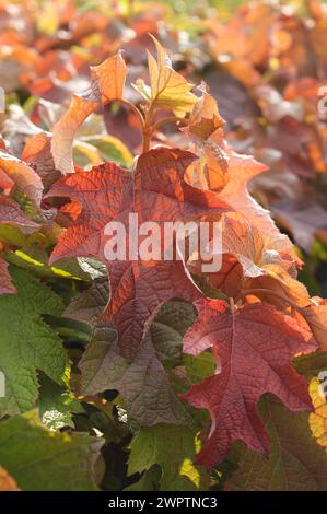 Eichenblatthortensie (Hydrangea quercifolia), BS Saemann, Bautzen, Sachsen, Deutschland Stockfoto