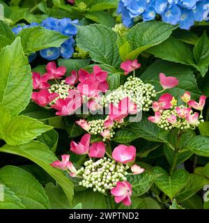 Hortensie macrophylla 'Lady in Red', BS Saemann, Bautzen, 81 Stockfoto