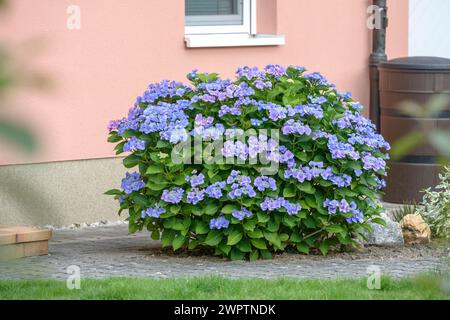 Plattenhortensie (Hydrangea macrophylla 'Blaumeise'), an den Dorfwiesen, Laussnitz, Sachsen, Deutschland Stockfoto