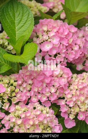 Hydrangea macrophylla FOREVER & EVERR Pink, an den Dorfwiesen 9, Laussnitz, Sachsen, Deutschland Stockfoto