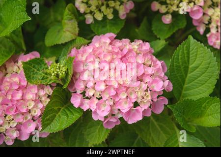 Hydrangea macrophylla FOREVER & EVERR Pink, an den Dorfwiesen 9, Laussnitz, Sachsen, Deutschland Stockfoto