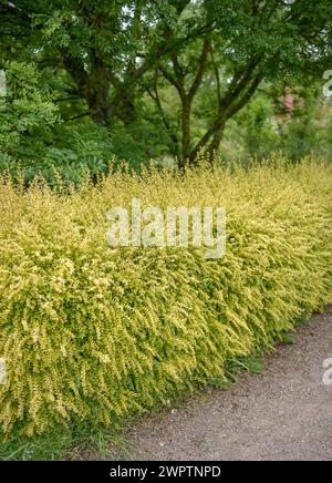 Gelbblättrige Geißblatt (Lonicera nitida 'Baggesen's Gold'), Hillier Arboretum, Romsey, England, Großbritannien Stockfoto