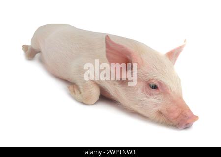 Das Schwein liegt auf einem weißen Hintergrund. studio Stockfoto