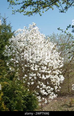Magnolia (Magnolia 'Wada's Memory'), Christiansberg Botanischer Garten, Luckow, 81 Stockfoto