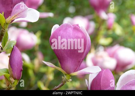 Tulpenmagnolie (Magnolia x soulangeana 'Lennei'), Sächsisches Landesamt für Umwelt, Landwirtschaft und Geologie, Pillnitz, Sachsen, Deutschland Stockfoto