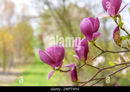 Tulpenmagnolie (Magnolia x soulangeana 'Lennei'), Sächsisches Landesamt für Umwelt, Landwirtschaft und Geologie, Pillnitz, Sachsen, Deutschland Stockfoto