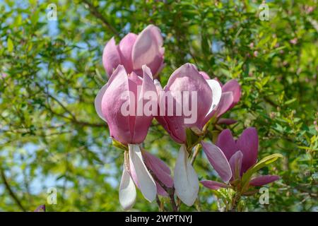 Tulpenmagnolie (Magnolia x soulangeana 'Lennei'), Sächsisches Landesamt für Umwelt, Landwirtschaft und Geologie, Pillnitz, Sachsen, Deutschland Stockfoto
