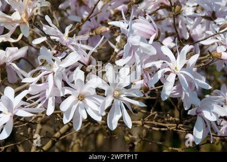 Rosafarbene Sternmagnolie (Magnolia stellata 'Rosea'), Christiansberg Botanischer Garten, Luckow, 81 Stockfoto