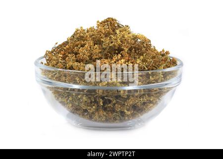 Holunder (sambucus) in Glaswaren auf weißem Hintergrund Stockfoto