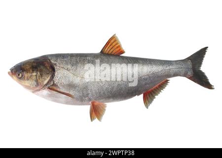 Silberkarpfen (Hypophthalmichthys molitrix) mit isoliert auf weißem Hintergrund Stockfoto