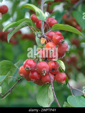 Zierapfel (Malus 'Evereste' PERPETU), Laussnitz, Sachsen, Deutschland Stockfoto