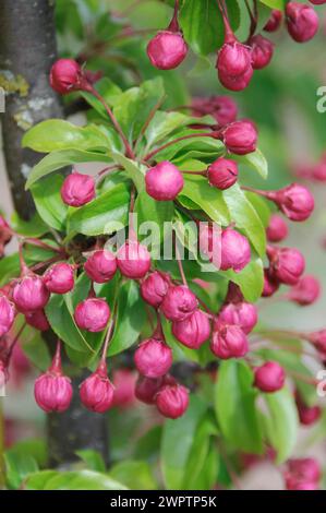 Zierapfel (Malus „Van Eseltine“), Bayerisches Staatliches Forschungszentrum für Weinbau und Gartenbau, Veitshoechheim, Bayern, Deutschland Stockfoto