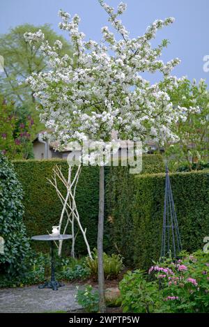 Zierapfel (Malus 'Evereste' PERPETU) Stockfoto