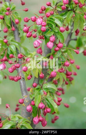 Zierapfel (Malus „Van Eseltine“), Bayerisches Staatliches Forschungszentrum für Weinbau und Gartenbau, Veitshoechheim, Bayern, Deutschland Stockfoto