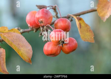 Zierapfel (Malus 'Evereste' PERPETU), an den Dorfwiesen 9, Laussnitz, Sachsen, Deutschland Stockfoto