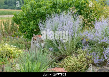 Blue Spire (Perovskia „Blue Spire“), Sarastro Stauden, Ort im Innkreis, Oberösterreich, Österreich Stockfoto