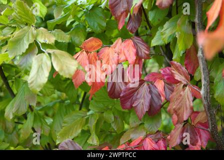 Persisches Eisenholz (Parrotia persica), Zundert, 150 Stockfoto