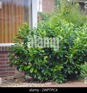Lorbeerkirsche (Prunus laurocerasus „Diana“) Stockfoto