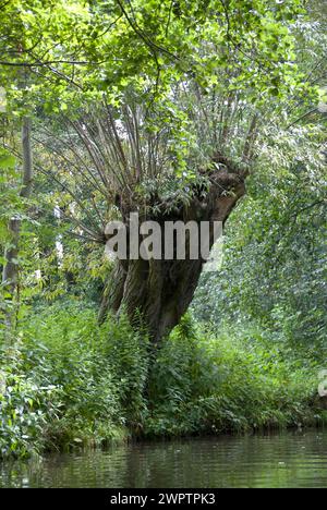 Pollarweide, Weiße Weide (Salix alba), Spreewald, Brandenburg, Deutschland Stockfoto