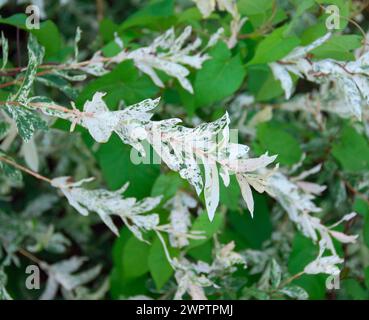 Salix integra „Hakuro Nishiki“ Stockfoto