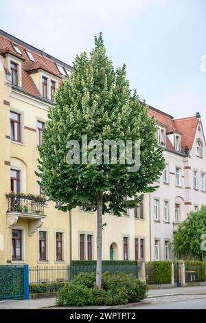 Silberlinde (Tilia tomentosa „Brabant“), Dresden, Sachsen, Deutschland Stockfoto