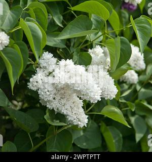 Edler Flieder (Syringa vulgaris 'Mme Lemoine'), Sachsen, Deutschland Stockfoto