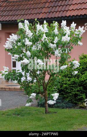 Edler Flieder (Syringa vulgaris 'Mme Lemoine'), Sachsen, Deutschland Stockfoto