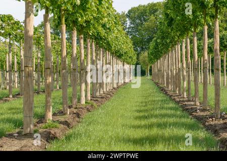 Winterlinde (Tilia cordata „Greenspire“), Rhodo 2014, Bad Zwischenahn, Niedersachsen, Deutschland Stockfoto