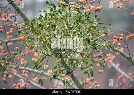 Mistel (Viscum-Album), Zierapfel (Malus 'Professor Sprenger'), Kurgärten, Bad Wildungen, Hessen, Deutschland Stockfoto