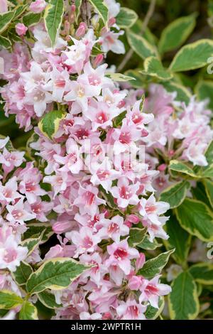 Weigela (Weigela 'Nana Variegata'), Sornzig, Sachsen, Deutschland Stockfoto