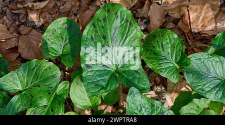 Gefleckte Blätter von Kuckucksinne bzw. Arum maculatum, Rheinland, Deutschland Stockfoto
