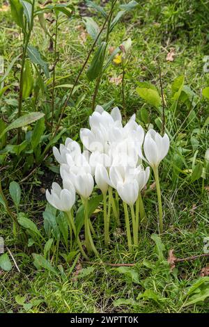 Herbstcrocus (Colchicum autumnale 'Album'), Cambridge Botanical Garden, Deutschland Stockfoto