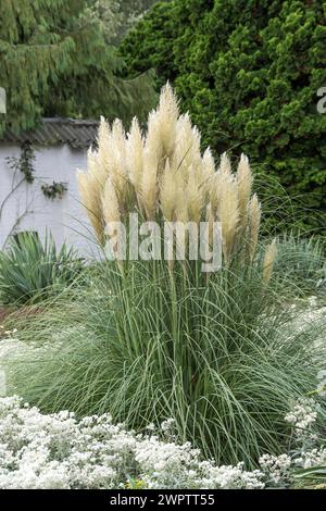 Pampas Gras (Cortaderia selloana 'pumila'), Cambridge Botanical Garden, Deutschland Stockfoto