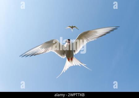 Eine akrtische Seeschwalbe, die über dem Kopf fliegt Stockfoto