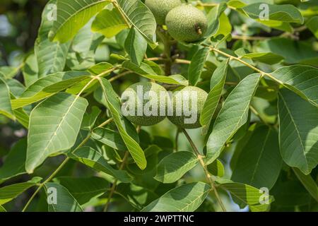 Walnuss (Juglans regia „Ockerwitzer lange“), Cambridge Botanical Garden, Deutschland Stockfoto