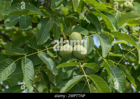 Walnuss (Juglans regia „Ockerwitzer lange“), Cambridge Botanical Garden, Deutschland Stockfoto